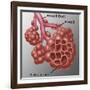 Alveoli-Gwen Shockey-Framed Premium Giclee Print