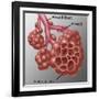 Alveoli-Gwen Shockey-Framed Premium Giclee Print