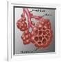 Alveoli-Gwen Shockey-Framed Giclee Print