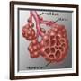 Alveoli-Gwen Shockey-Framed Giclee Print