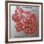 Alveoli-Gwen Shockey-Framed Giclee Print