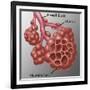 Alveoli-Gwen Shockey-Framed Giclee Print