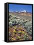 Alvord Desert-Steve Terrill-Framed Stretched Canvas