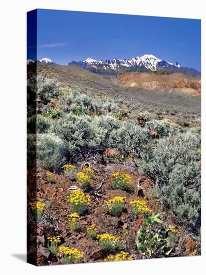 Alvord Desert-Steve Terrill-Stretched Canvas