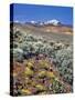 Alvord Desert-Steve Terrill-Stretched Canvas