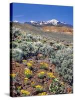 Alvord Desert-Steve Terrill-Stretched Canvas