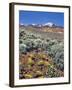 Alvord Desert-Steve Terrill-Framed Photographic Print