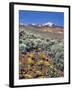 Alvord Desert-Steve Terrill-Framed Photographic Print