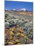 Alvord Desert-Steve Terrill-Mounted Photographic Print