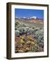 Alvord Desert-Steve Terrill-Framed Photographic Print