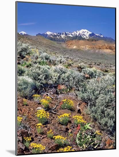 Alvord Desert-Steve Terrill-Mounted Photographic Print