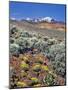 Alvord Desert-Steve Terrill-Mounted Photographic Print
