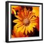 Always-Philippe Sainte-Laudy-Framed Photographic Print