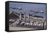 Alyeska Pipeline Terminal-DLILLC-Framed Stretched Canvas