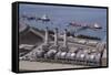 Alyeska Pipeline Terminal-DLILLC-Framed Stretched Canvas