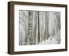 Alyson Dimmitt Gnam Trail Running in the Cascades.  Winter in Washington.-Steven Gnam-Framed Photographic Print