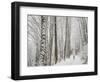 Alyson Dimmitt Gnam Trail Running in the Cascades.  Winter in Washington.-Steven Gnam-Framed Photographic Print