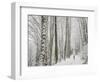 Alyson Dimmitt Gnam Trail Running in the Cascades.  Winter in Washington.-Steven Gnam-Framed Photographic Print