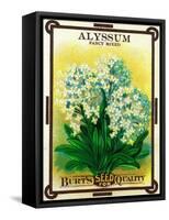 Alyssum Seed Packet-Lantern Press-Framed Stretched Canvas