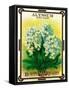 Alyssum Seed Packet-Lantern Press-Framed Stretched Canvas