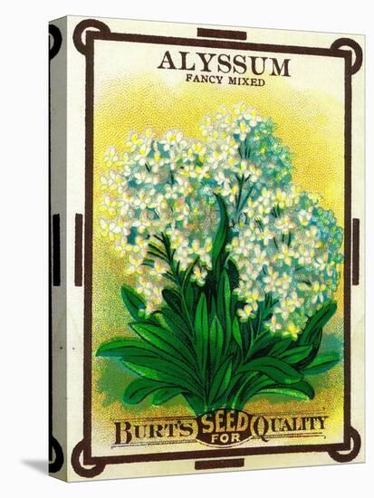 Alyssum Seed Packet-Lantern Press-Stretched Canvas