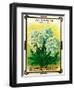 Alyssum Seed Packet-Lantern Press-Framed Art Print