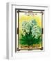 Alyssum Seed Packet-Lantern Press-Framed Art Print