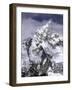 Ama Dablam Landscape, Nepal-Michael Brown-Framed Photographic Print