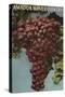 Amador Wine Country - California Grapes-Lantern Press-Stretched Canvas