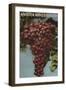 Amador Wine Country - California Grapes-Lantern Press-Framed Art Print