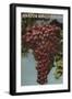 Amador Wine Country - California Grapes-Lantern Press-Framed Art Print