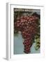 Amador Wine Country - California Grapes-Lantern Press-Framed Art Print