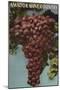 Amador Wine Country - California Grapes-Lantern Press-Mounted Art Print