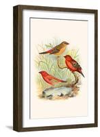 Amaduvade Waxbill-F.w. Frohawk-Framed Art Print