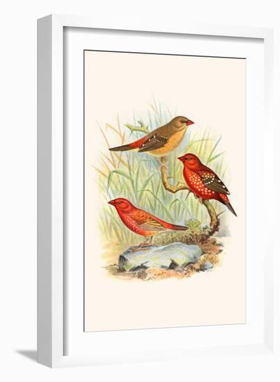 Amaduvade Waxbill-F.w. Frohawk-Framed Art Print