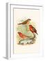 Amaduvade Waxbill-F.w. Frohawk-Framed Art Print