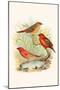 Amaduvade Waxbill-F.w. Frohawk-Mounted Art Print