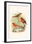 Amaduvade Waxbill-F.w. Frohawk-Framed Art Print