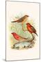 Amaduvade Waxbill-F.w. Frohawk-Mounted Art Print