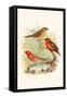 Amaduvade Waxbill-F.w. Frohawk-Framed Stretched Canvas