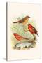 Amaduvade Waxbill-F.w. Frohawk-Stretched Canvas