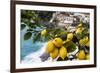 Amalfi Coast Citrus Fruit, Positano, Italy-George Oze-Framed Photographic Print