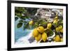 Amalfi Coast Citrus Fruit, Positano, Italy-George Oze-Framed Photographic Print