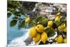 Amalfi Coast Citrus Fruit, Positano, Italy-George Oze-Mounted Photographic Print