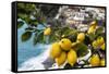 Amalfi Coast Citrus Fruit, Positano, Italy-George Oze-Framed Stretched Canvas