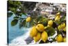 Amalfi Coast Citrus Fruit, Positano, Italy-George Oze-Stretched Canvas
