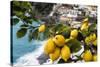 Amalfi Coast Citrus Fruit, Positano, Italy-George Oze-Stretched Canvas