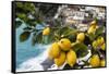 Amalfi Coast Citrus Fruit, Positano, Italy-George Oze-Framed Stretched Canvas