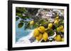 Amalfi Coast Citrus Fruit, Positano, Italy-George Oze-Framed Photographic Print