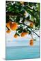 Amalfi Coast Oranges IV-Bethany Young-Mounted Photographic Print